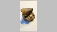 Mosasaurus Tooth.jpg